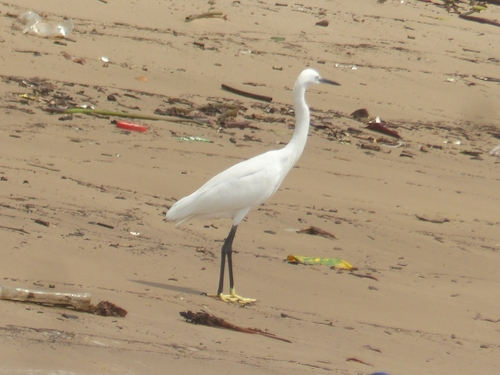 Little Egret