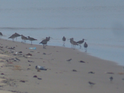 Eurasian Curlew
