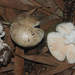 Marbled Death Cap - Photo (c) Damon Tighe, all rights reserved