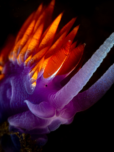 Spanish Shawl