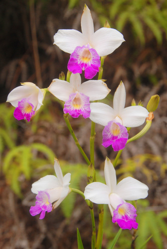 Bamboo Orchid