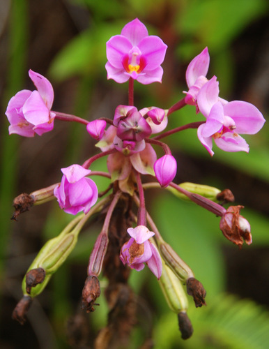 Philippine Ground Orchid