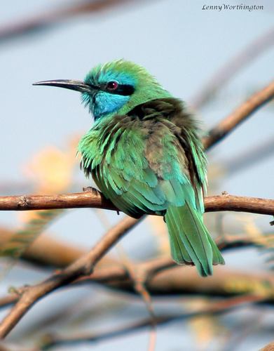 Arabian Green Bee-eater
