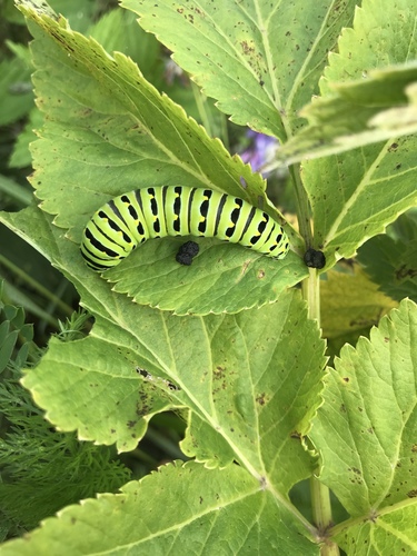 Short-tailed Swallowtail