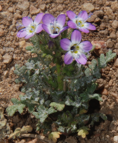 Gilia latiflora ssp. davyi