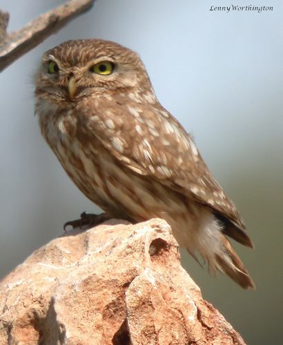 Little Owl