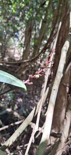 Conchocarpus macrophyllus