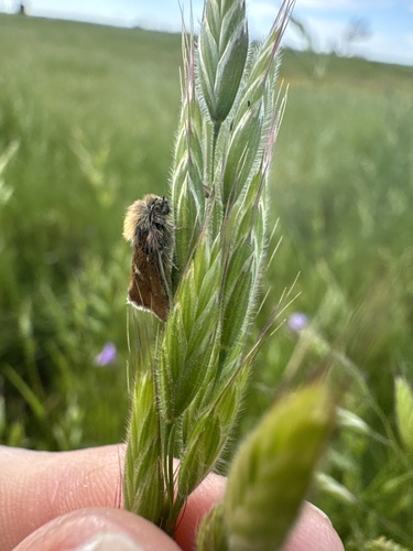 iNaturalist observation photo of Small Heliothodes Moth