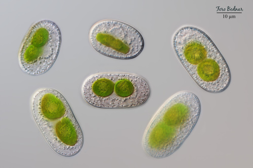 Mesotaenium violascens