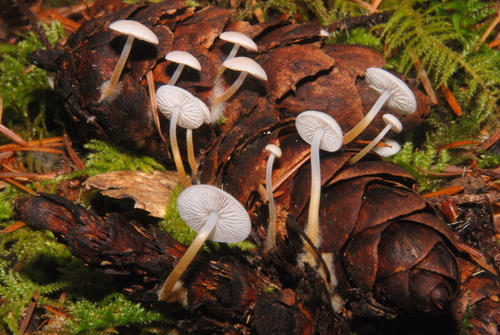 Fir-Cone Mushroom
