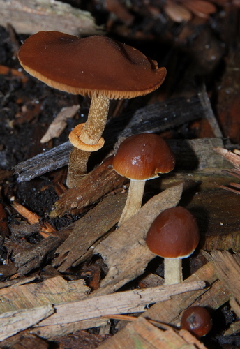 Conocybe filaris (Fr.) Kühner