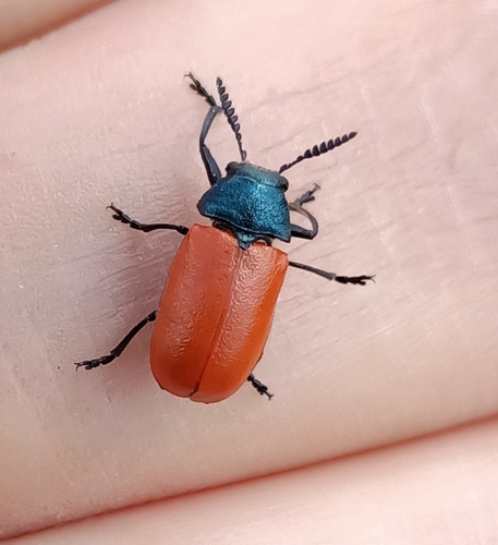 Labidostomis taxicornis