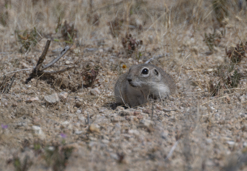 Mohave Ground Squirrel observed by naturephotosuze