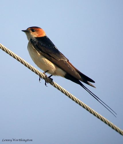 Subspecies Cecropis daurica rufula · iNaturalist