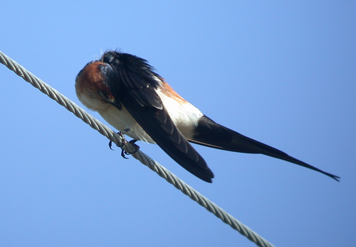 European Red-rumped Swallow