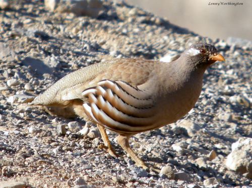 Sand Partridge
