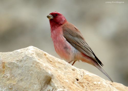 Sinai Rosefinch