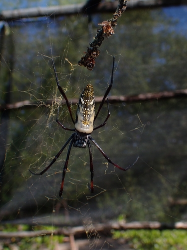 Redleg Orbweaver