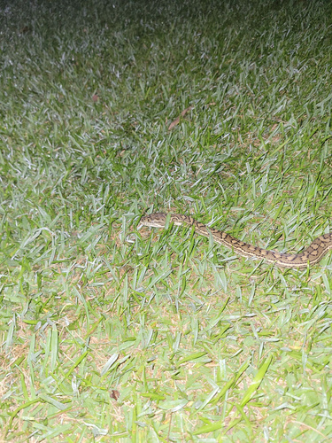 Coastal Carpet Python sighting