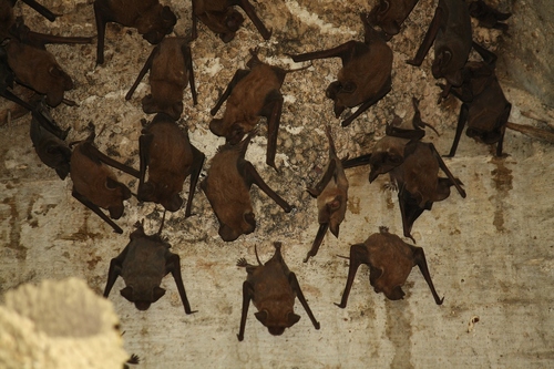 Mexican Free-tailed Bat