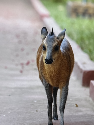 Red-flanked Duiker