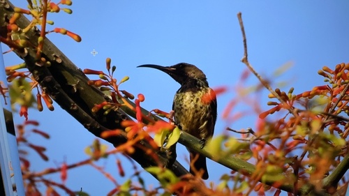 Scarlet-chested Sunbird