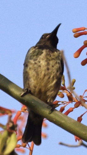 Scarlet-chested Sunbird