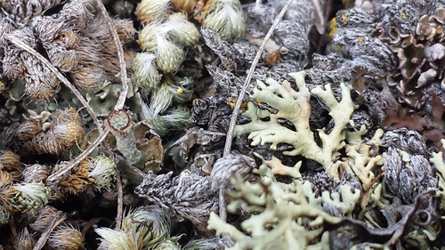 Xanthoparmelia camtschadalis (Ach.) Hale