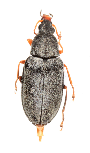 Mycterus canescens