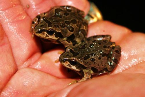 Illinois Chorus Frog