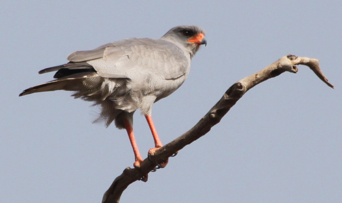Dark Chanting-Goshawk