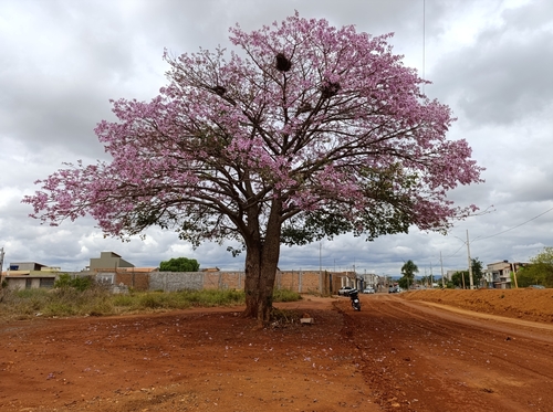 Ceiba pubiflora