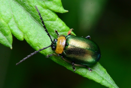 Agelasa nigriceps