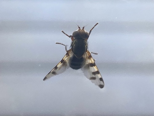 Narrow-Banded Picture-Winged Fly