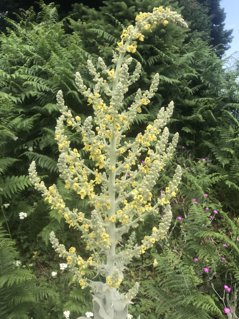 Olympic mullein
