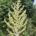 Greek Mullein - Photo (c) asdfcastle, all rights reserved, uploaded by asdfcastle