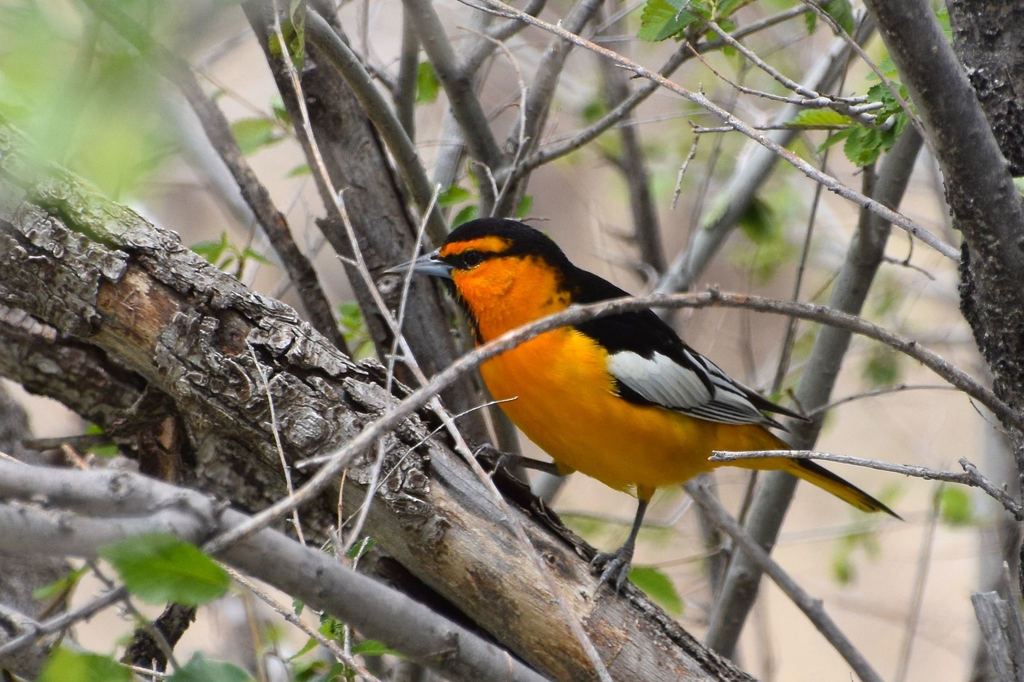 Baltimore Oriole (Icterus galbula) · iNaturalist