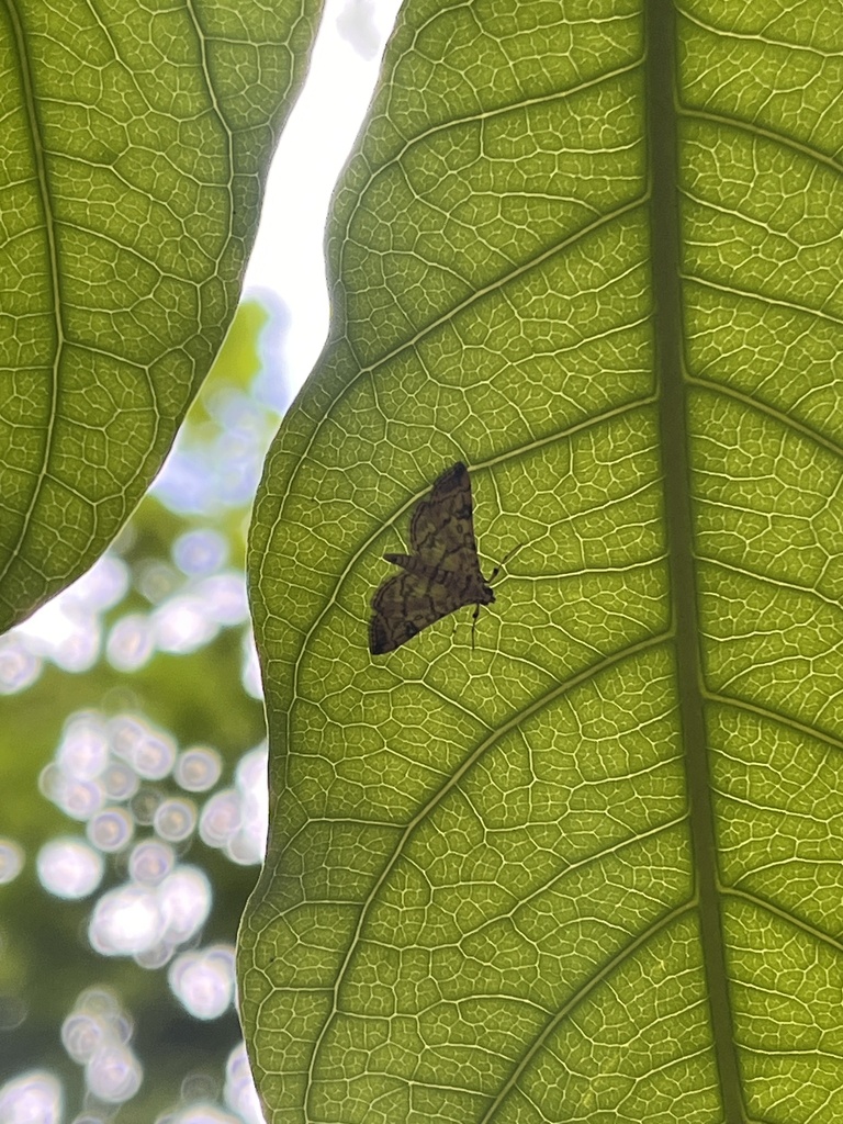 Checkered Apogeshna Moth from Puerto Rico, San Juan, PR, US on April 12 ...