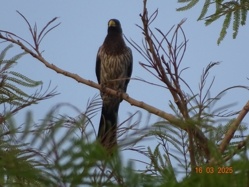 Western Plantain-eater