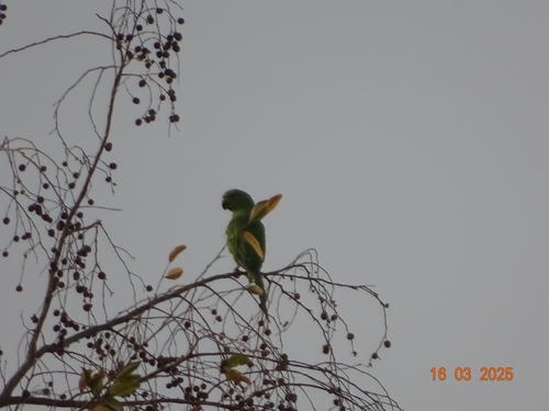 Rose-ringed Parakeet