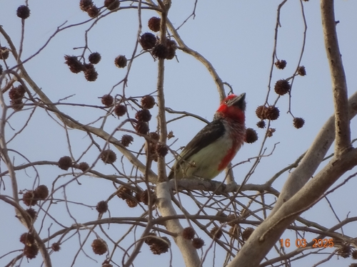 Vieillot's Barbet