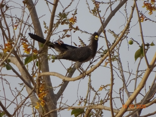 Western Plantain-eater