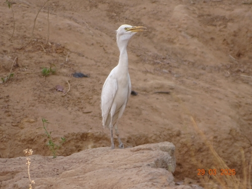 Western Cattle-Egret