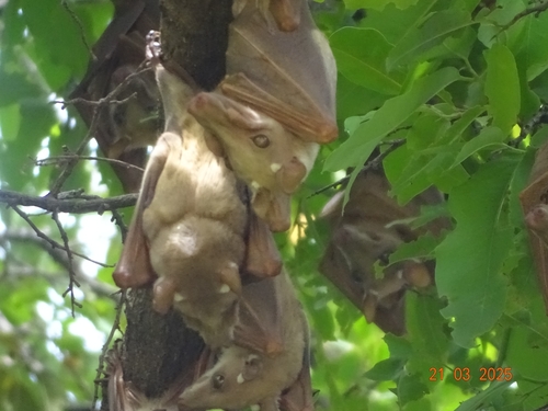 Gambian Epauletted Fruit Bat