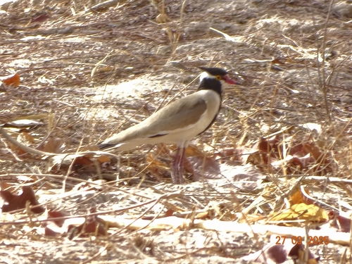 Black-headed Lapwing