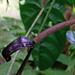 Anthurium recavum - Photo (c) Peter Hoell, όλα τα δικαιώματα διατηρούνται, uploaded by Peter Hoell