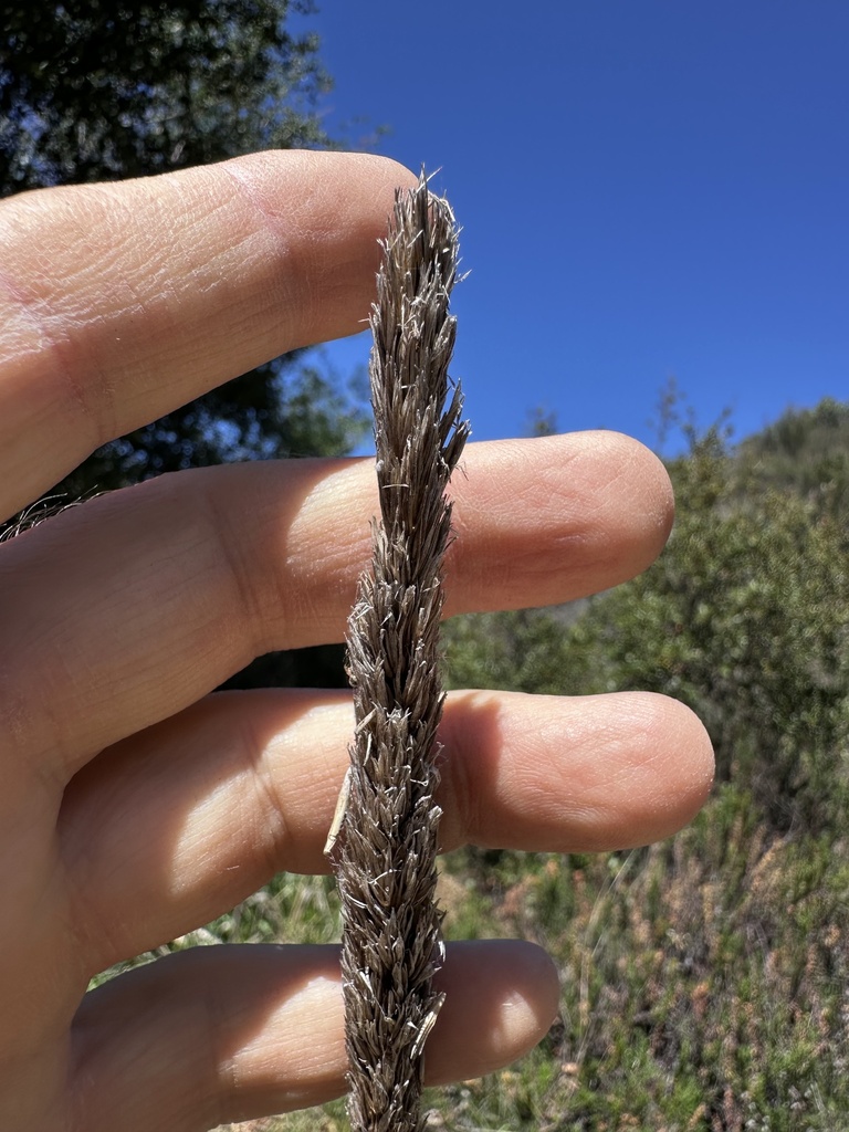 Fire Reed Grass fire reedgrass from Cleveland National Forest, Aguanga, CA, US on April ...
