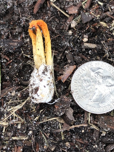 Laternea dringii