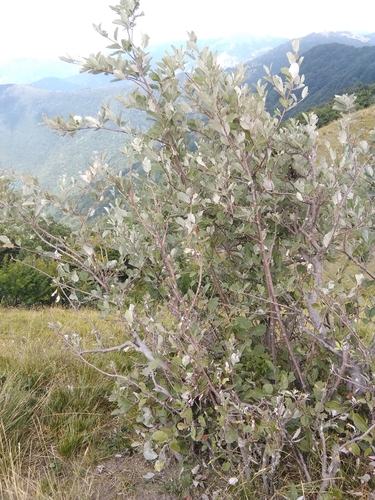 Whitebeam