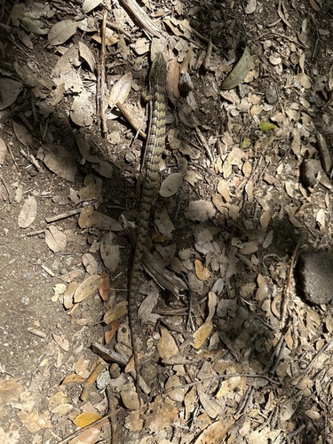 iNaturalist observation photo of Southern Alligator Lizard